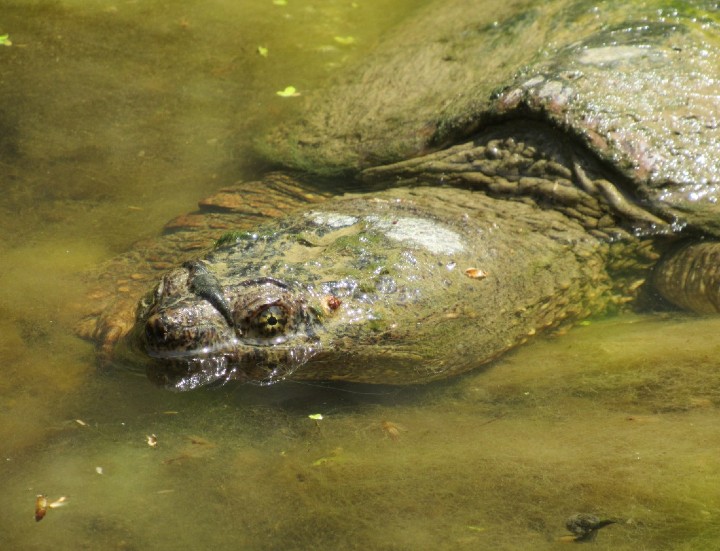 Common Snapping Turtle